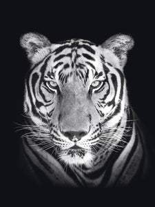 Schilderij-Dark Tiger No 2-PosterGuru
