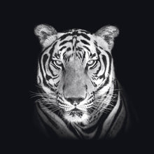 Afbeelding in Gallery-weergave laden, Schilderij-Dark Tiger No 2-PosterGuru

