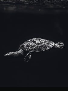 Schilderij-Dark Turtle No1-PosterGuru