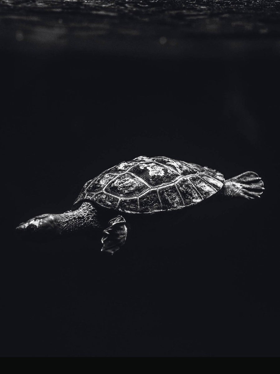 Schilderij-Dark Turtle No1-PosterGuru