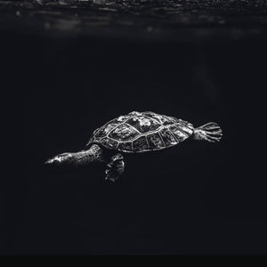Schilderij-Dark Turtle No1-PosterGuru