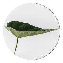 Afbeelding in Gallery-weergave laden, Schilderij-Leaf-PosterGuru
