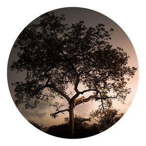 Schilderij-Panther Tree-PosterGuru