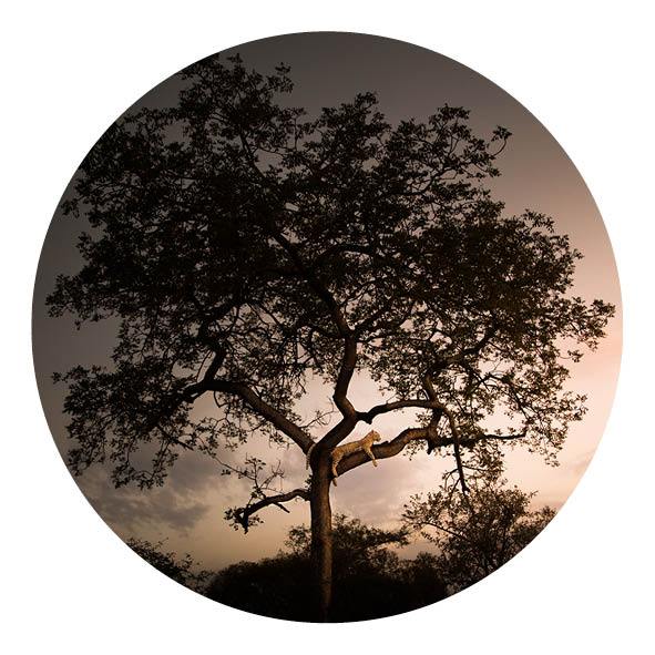 Schilderij-Panther Tree-PosterGuru