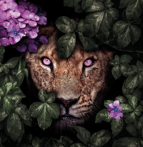 Schilderij-Pink Lioness-PosterGuru