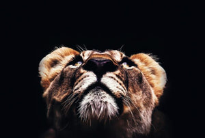 Schilderij-Welp-PosterGuru